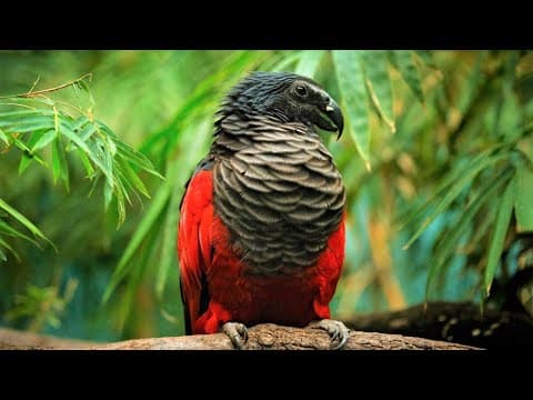 10 Beautiful Exotic Birds You Won't Believe Actually Exist