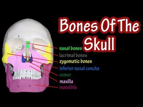 Bones Of The Skull Labeled - Anatomy Of The Skull And Facial Bones - Skull Anatomy Bones
