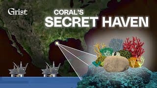 The Gulf Coast is home to one of the last healthy coral reefs| Its surrounded by oil
