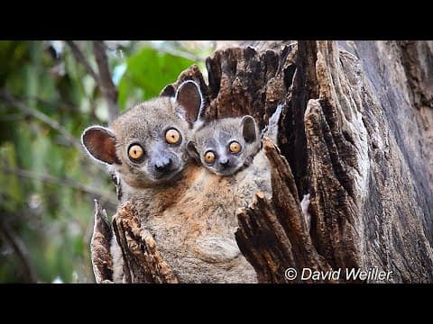 Tracking Los Angeles mountain lions with camera traps