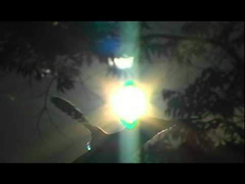 The black Jacobin hummingbird’s rainbow wings