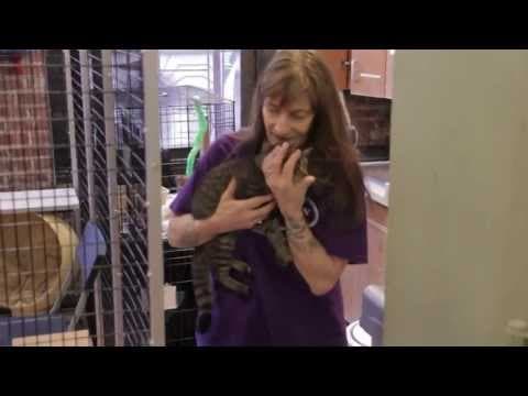 What is an Animal Shelter?