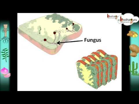 Science -- Nutrition in plants – Hindi