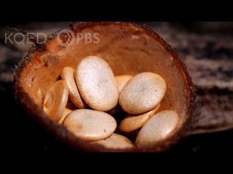 This Mushroom Can Fly | Deep Look - YouTube