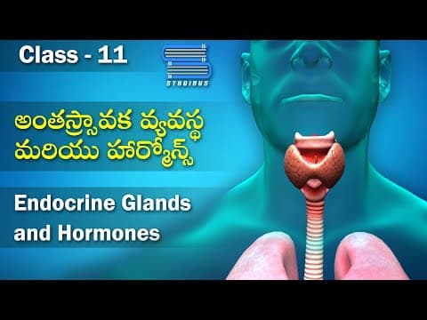అంతస్స్రావక వ్యవస్థ మరియు హార్మోన్స్ – Endocrine Glands and Hormones | Biology Telugu