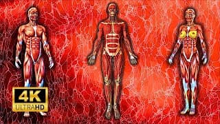 The Muscular System Explained In Less Than 4 Minutes