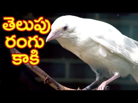 Telupu rangu kaki - తెలుపు రంగు కాకి - animated short stories for kids