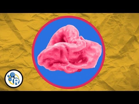 Does Gum Really Stay in Your Stomach for 7 Years?