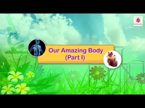 Our Amazing Body | Science Grade 3 | Periwinkle