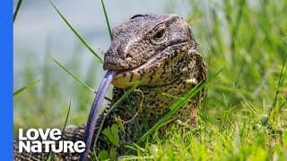 Weird and Beautiful Reptiles In The World | Love Nature