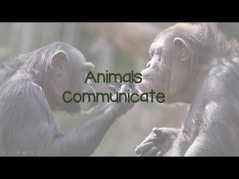 Animal Communication