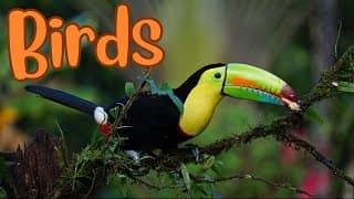 Birds in Action Moments of Flight, Feeding, and Play