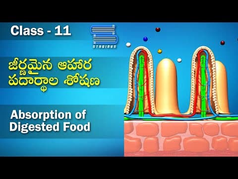 జీర్ణ వ్యవస్థ - Absorption of Digested Food | Digestion and Absorption |  Biology in Telugu