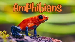 Amphibians Masters of Land and Water