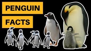 12 Interesting Penguin Facts