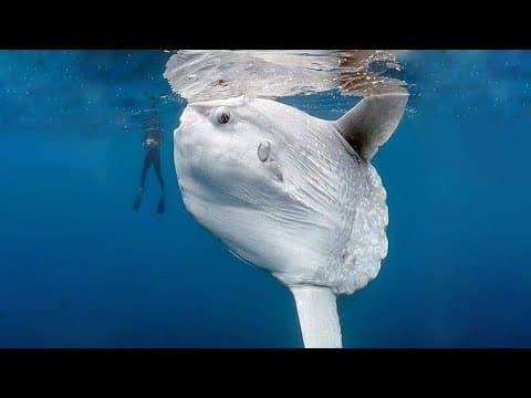 The largest fish ever found by divers