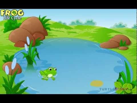 Learn the Frog Life Cycle AMAZING