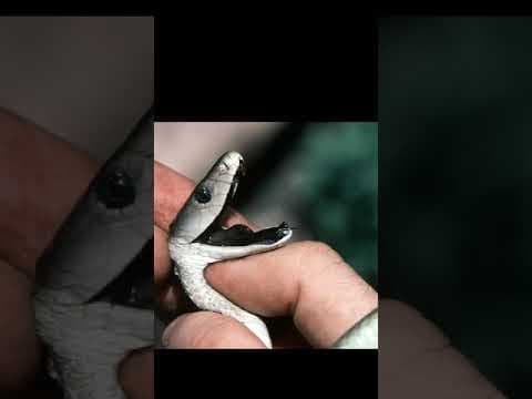 Intresting facts - amazing facts - telugu education videos