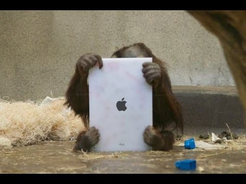 Orangutans Learn to use iPads