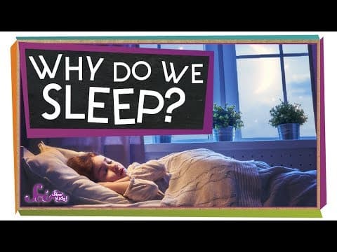 Why Do We Need Sleep?
