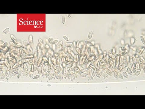 Snippet: Hitchhiking bacteria might help their host navigate via magnetic fields