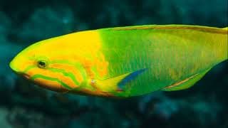 Facts |The Sunset Wrasse |Yellow-Brown Wrasse