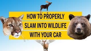 How to properly slam into wildlife with your car