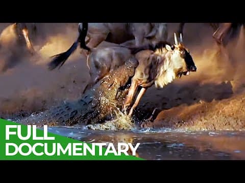 Wildlife laws: only the fastest will survive-owner free documentary nature