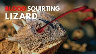 The Strange World of Lizards