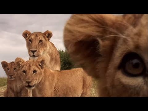 Cute Cubs Play with Spy Camera | BBC Earth