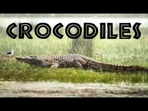 All about crocodiles for kids: crocodiles of the world for children