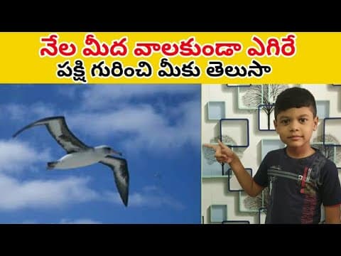 Intresting facts - అల్బెట్రాస్ పక్షి - telugu education videos