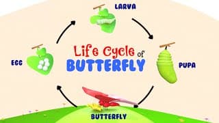 Life Cycle of a Butterfly|Life Of A Butterfly|Four Stages of Butterfly Life Cycle|Metamorphosis