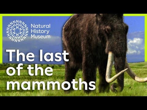 The Last of the Woolly Mammoths: Fossil evidence illuminates their extinction