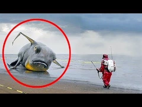 15 unbelievable things found after tsunamis