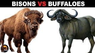 What is the Difference Between Bisons and Buffaloes