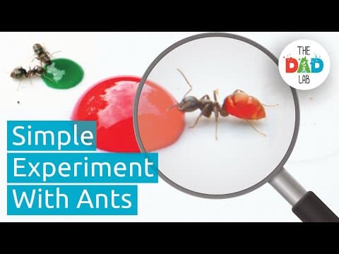 Changing Ants Colours | Fun Outdoor Science Experiment