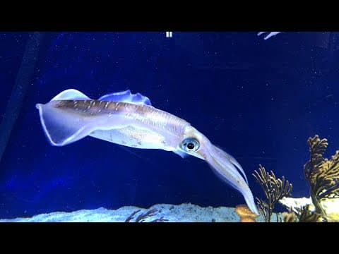 Some BIG bigfin reef squid! Live From Monterey Bay!