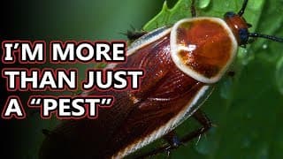 Cockroach facts | you only know a few of them
