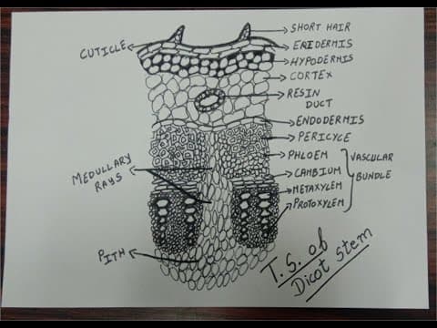 HOW TO DRAW TRANSVERSE SECTION OF DICOT STEM