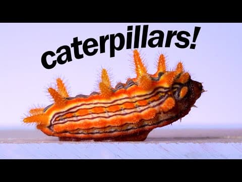 Caterpillars Are THE BEST! Here’s why. - YouTube