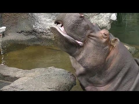 A hippo gets his teeth brushed