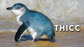 Fairy Penguins on Parade | The Greatest Show on Surf
