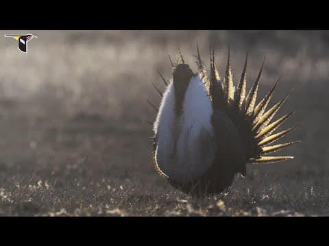 The Sagebrush Sea: Behind the Scenes at a Sage-Grouse Display Lek