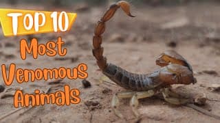 Top Ten Venomous Animals