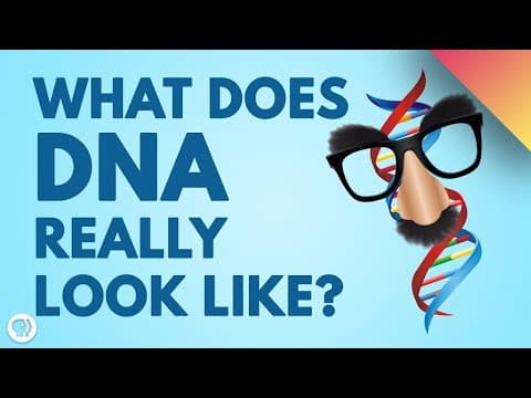 DNA Doesn’t Look Like What You Think!