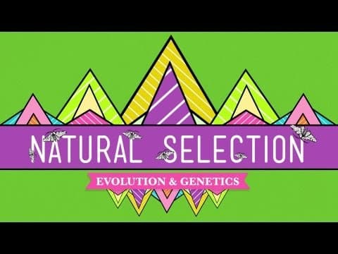 Natural Selection - Crash Course Biology #14 - YouTube
