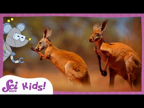 Discover Down Under Australia and Its Unique Wildlife