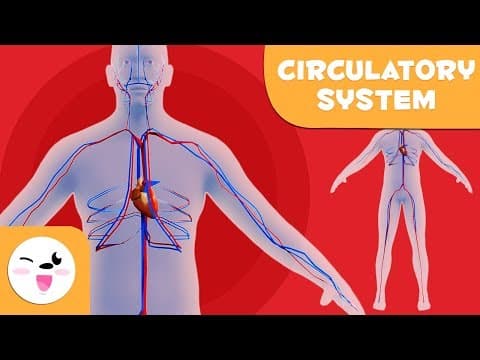 The circulatory system-learning the human body