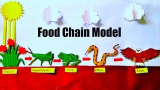 Food Chain Model Making Project Using Cardboard | Science Project DIY